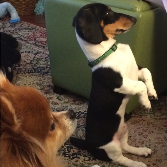 Meet your Posher, Michele,I live in Texas, I ♥️Jewlery,Hand bags, Pets, cloths! - Picture 12 of 16